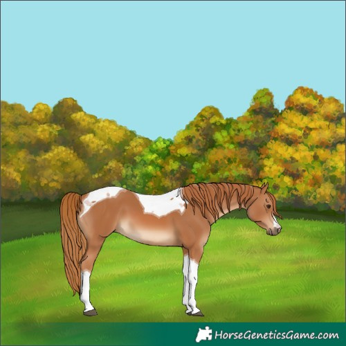 Horse Color:Chestnut Tobiano