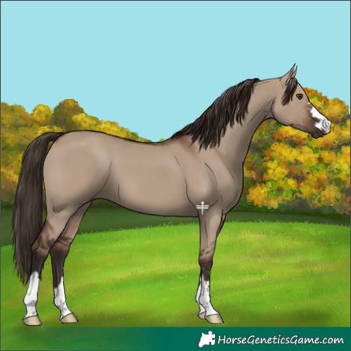 Horse Color:Liver Red Dun 