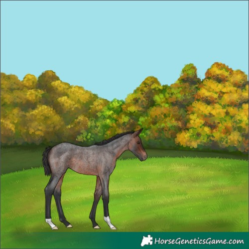 Horse Color:Brown Roan