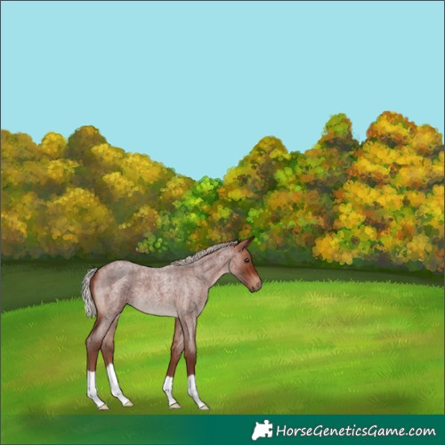 Horse Color:Chocolate Silver Bay Roan 