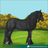 Horse Color:Black  and Black 