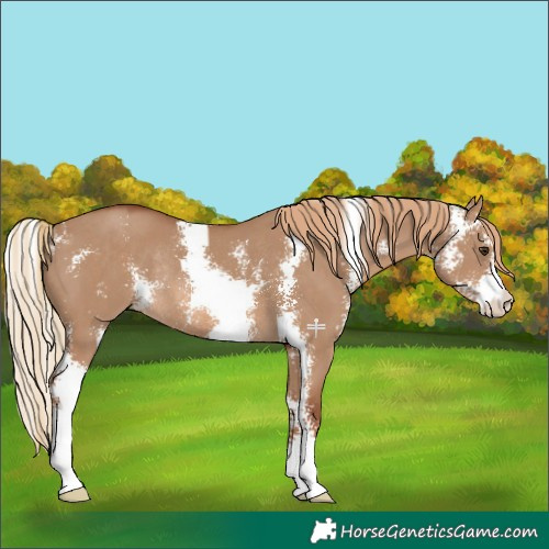 Horse Color:Red Dun Sabino Rabicano 