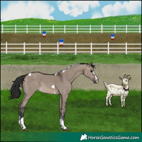 Horse Color:Bay Dun Sabino Tobiano Rabicano 