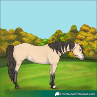 Horse Color:Buckskin