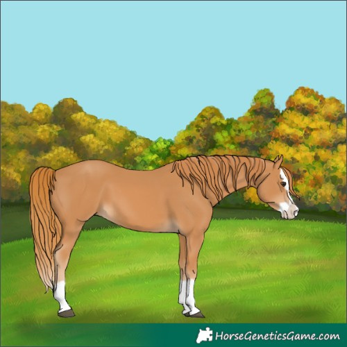 Horse Color:Chestnut Splash 