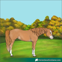Horse Color:Chestnut Splash 