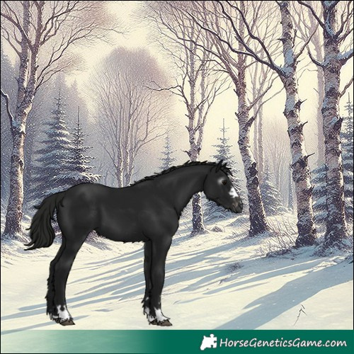 Horse Color:Gray Black Appaloosa