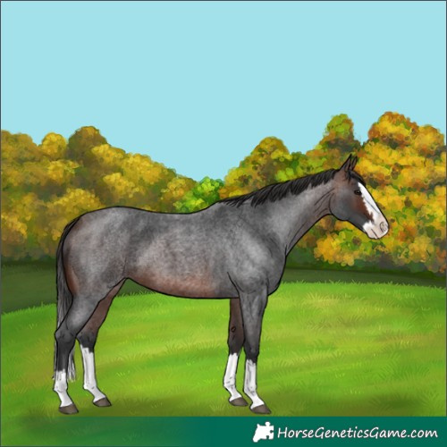 Horse Color:Unknown 