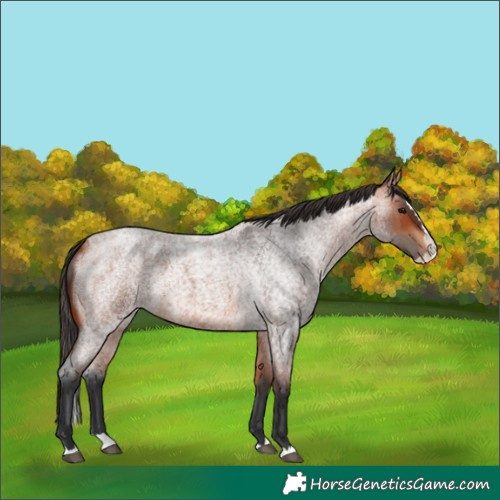 Horse Color:Unknown 
