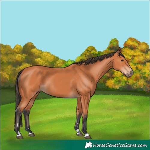 Horse Color:Unknown 