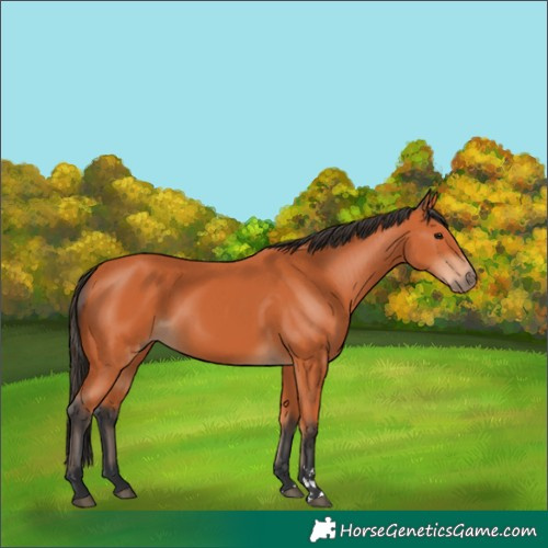 Horse Color:Unknown 