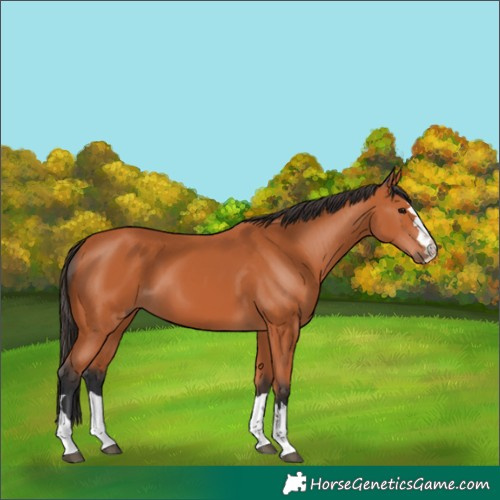 Horse Color:Unknown 