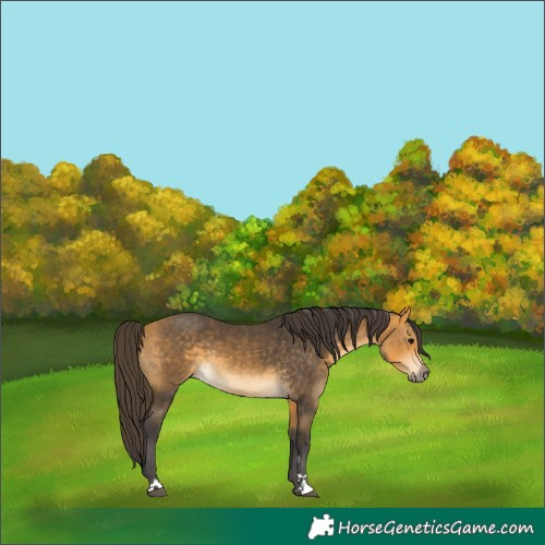 Horse Color:Buckskin 