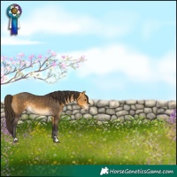 Horse Color:Buckskin 