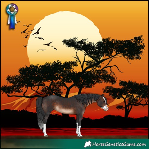 Horse Color:Brown Splash 