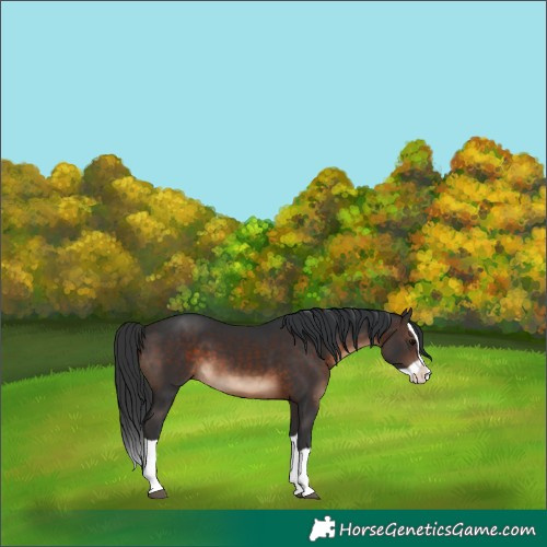 Horse Color:Brown Splash 