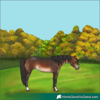 Horse Color:Brown 