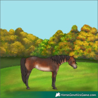 Horse Color:Bay 