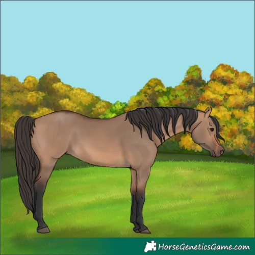 Horse Color:Bay Dun