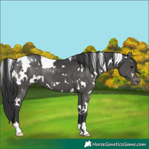Horse Color:White Spotted Black Appaloosa