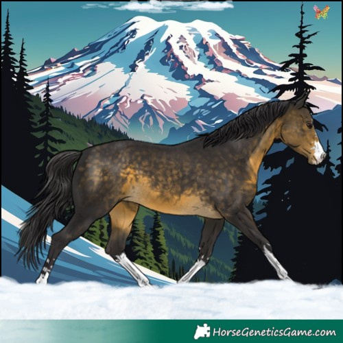 Horse Color:Buckskin 