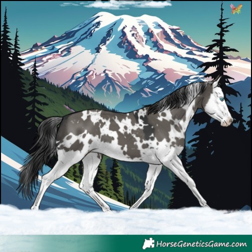 Horse Color:White Spotted Grullo Splash Appaloosa 