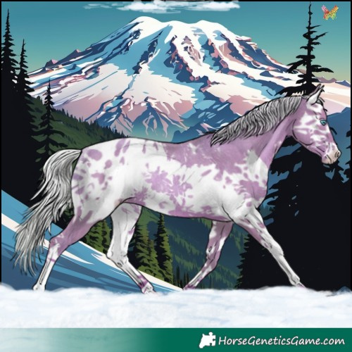 Horse Color:Watercolor Silver Classic Champagne Splash Appaloosa Rabicano 