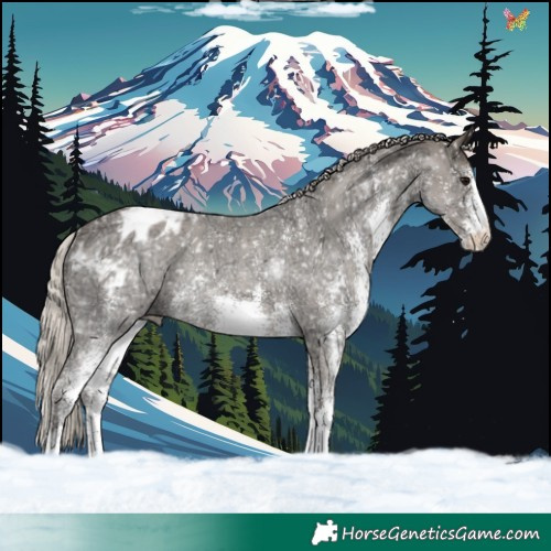 Horse Color:White Spotted Silver Grullo Ice Appaloosa Rabicano 
