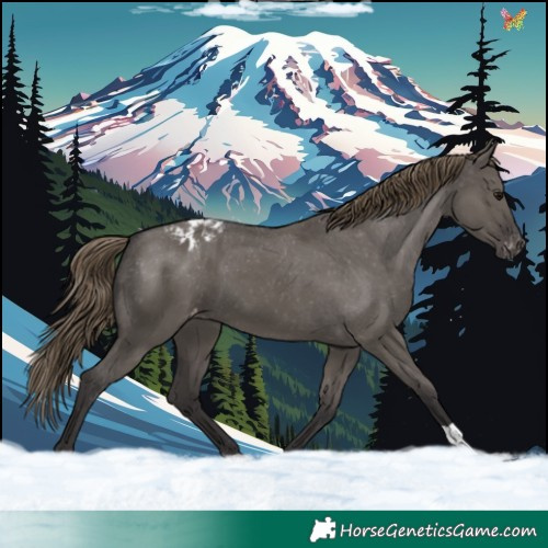 Horse Color:Smoky Grullo Appaloosa