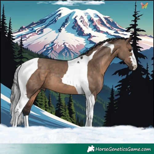 Horse Color:Brown Dun Tobiano 