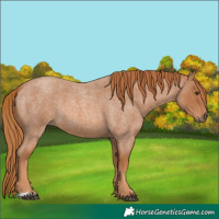 Horse Color:Red Roan