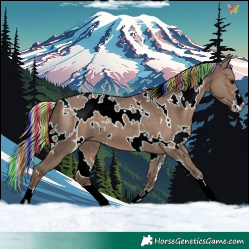 Horse Color:Painted White Spotted Silver Grullo 