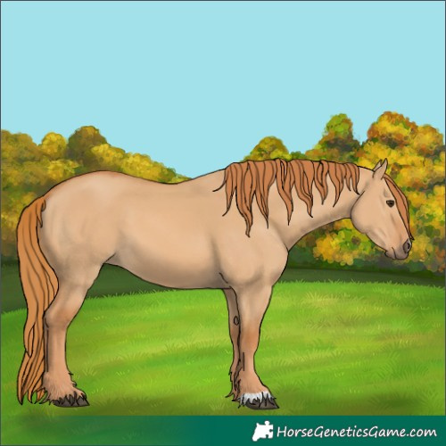 Horse Color:Red Dun 