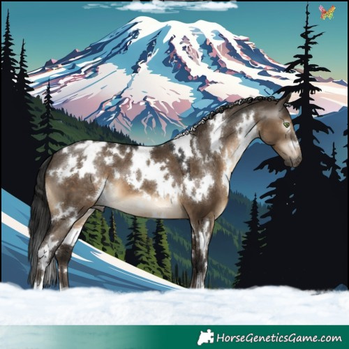 Horse Color:Gray White Spotted Brown Dun Appaloosa 