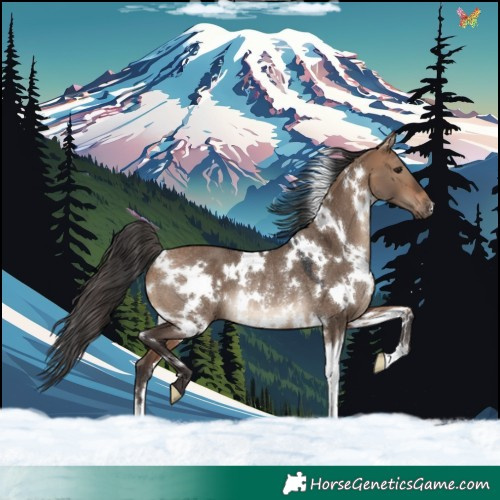 Horse Color:White Spotted Bay Dun Rabicano 