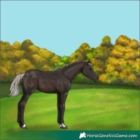 Horse Color:Silver Brown