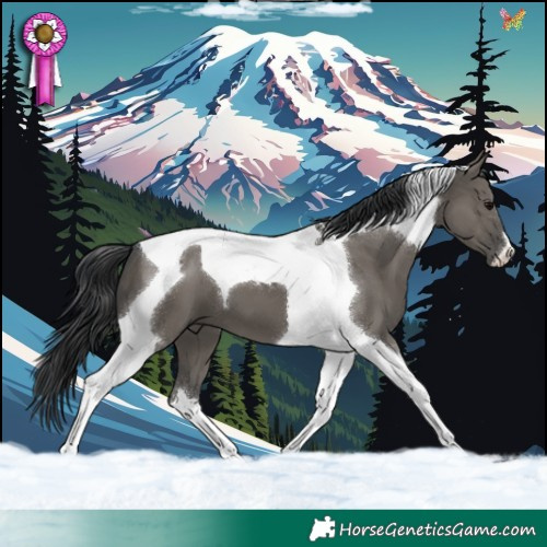 Horse Color:Grullo Tobiano