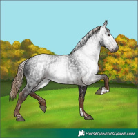 Horse Color:Gray Liver Chestnut and Gray Liver Chestnut