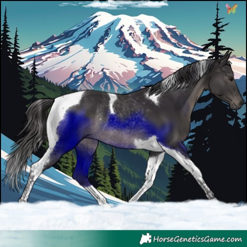 Horse Color:Smoky Black Tobiano Rabicano 