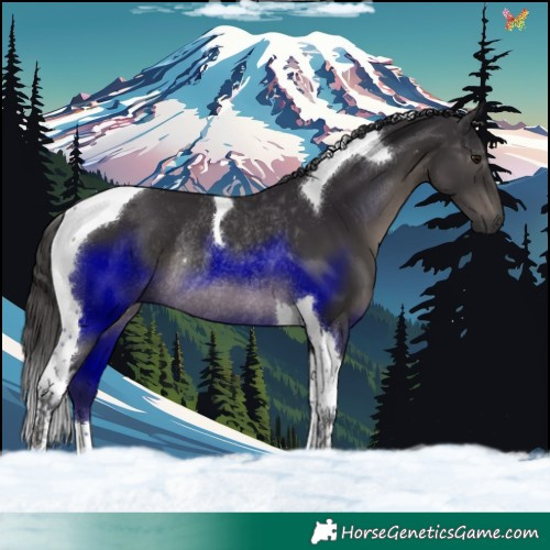 Horse Color:Smoky Black Tobiano Rabicano 