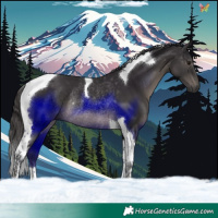 Horse Color:Smoky Black Tobiano Rabicano 