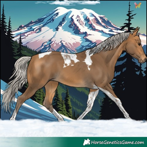 Horse Color:Silver Buckskin Tobiano 