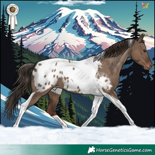 Horse Color:Liver Red Dun Tobiano Near Leopard 