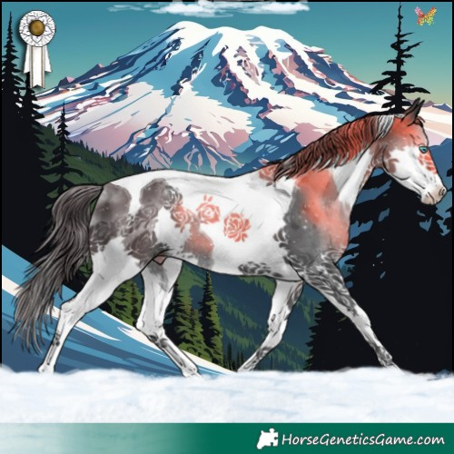 Horse Color:Black Splash Tobiano