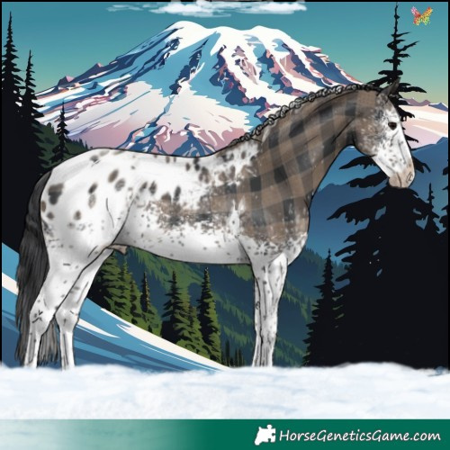 Horse Color:Plaid White Spotted Black Tobiano Appaloosa