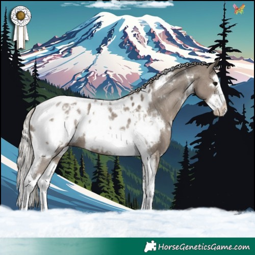 Horse Color:White Spotted Silver Grullo Splash Tobiano Appaloosa