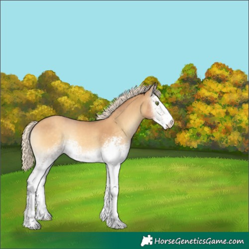 Horse Color:White Spotted Gold Cream Champagne Onyx Sabino 