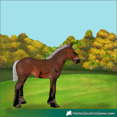 Horse Color:Void White Spotted Silver Bay