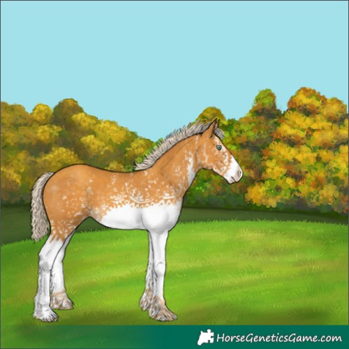 Horse Color:White Spotted Gold Cream Champagne
