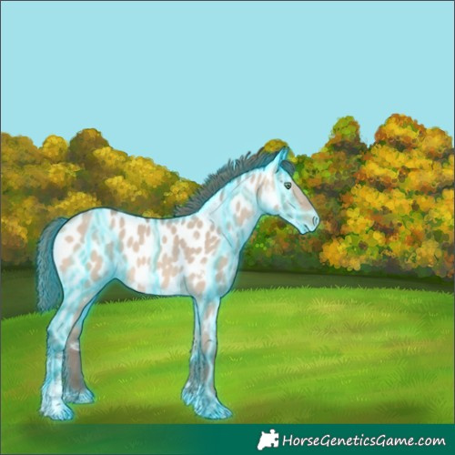 Horse Color:Thunderstruck White Spotted Amber Champagne Dun Tobiano Appaloosa 